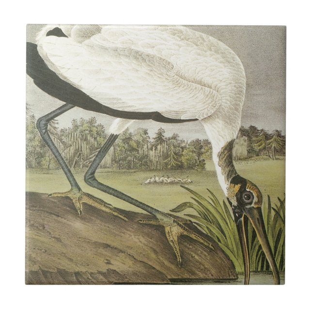 Audubons' Wood Stork Tile (Front)