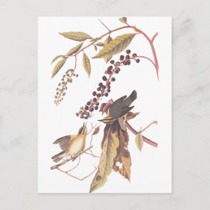 Audubon's Worm Eating Warbler Postcard