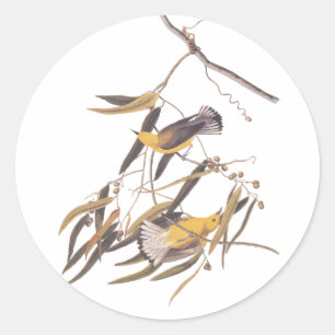 Audubon's Yellow Prothonotary Warbler Bird Pair Classic Round Sticker