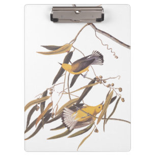 Audubon's Yellow Prothonotary Warbler Bird Pair Clipboard
