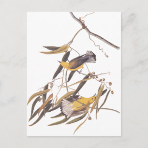 Audubon's Yellow Prothonotary Warbler Bird Pair Postcard
