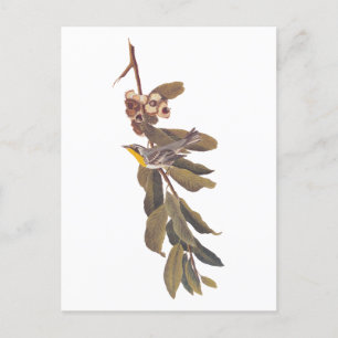 Audubon's Yellowthroat Warbler Bird on Tree Branch Postcard