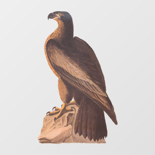 Audubon's Young Bald Eagle on Brown Rock
