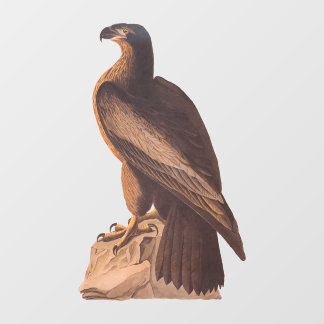 Audubon's Young Bald Eagle on Brown Rock