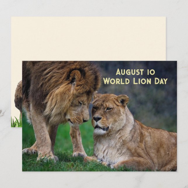 Aug 10, World Lion Day 5 x 7 card (Front/Back)