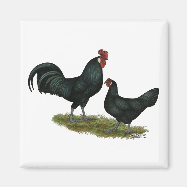 Augsburger Chickens Magnet (Front)