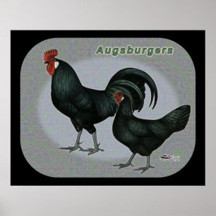 Augsburger Fowl Poster