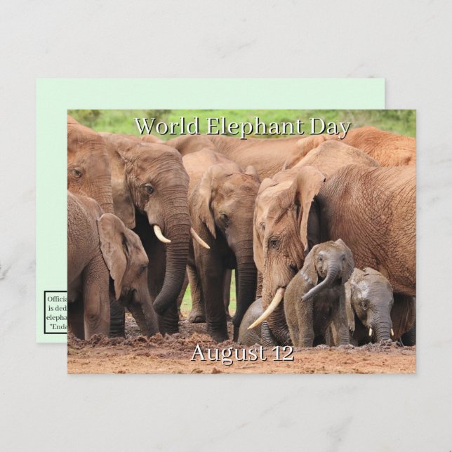 August 12 - World Elephant Day Holiday Postcard (Front/Back)