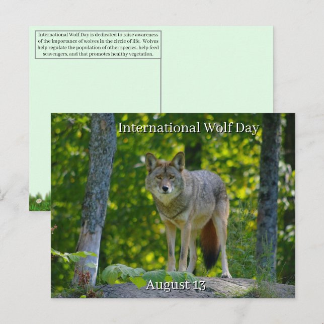 August 13 - International Wolf Day Holiday Postcard (Front/Back)