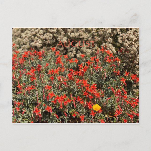AUGUST POSTCARD (Front)