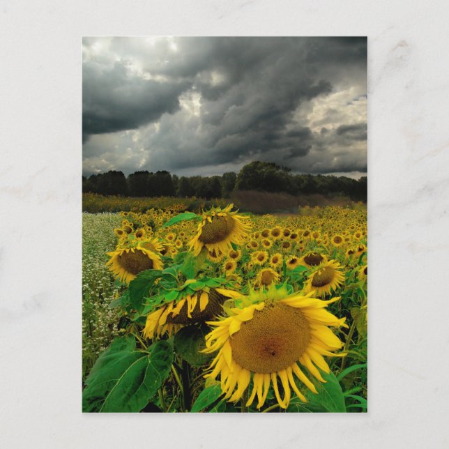 August storm , postcard (Front)