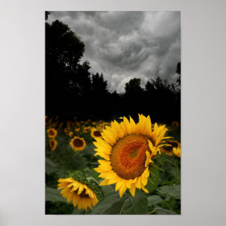 August storm poster