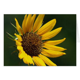 August Sunflower Card 5X7