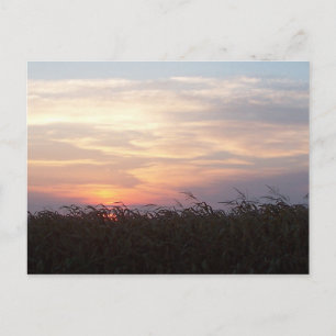 August Sunrise Postcard