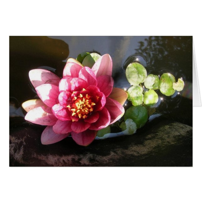 August Waterlily (Front Horizontal)