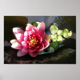 August Waterlily Poster