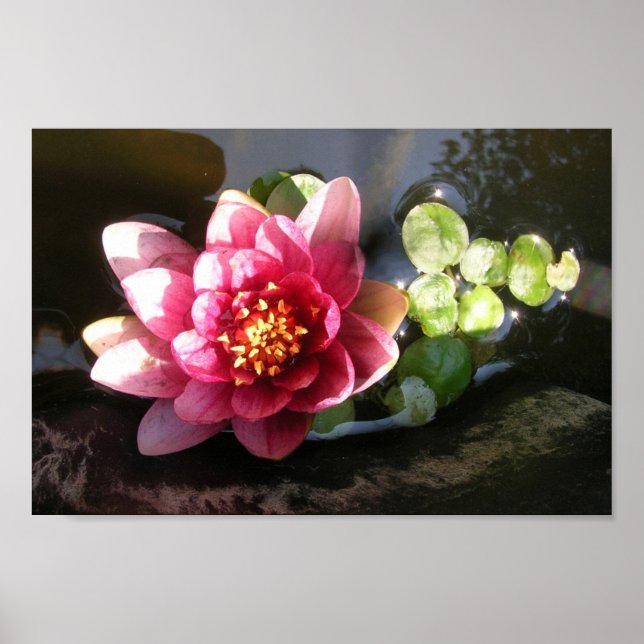 August Waterlily Poster (Front)