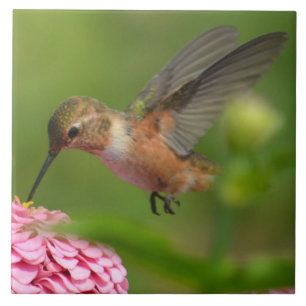 August Zinnia Flowers Hummingbird Tile
