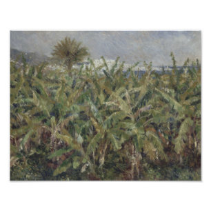 Auguste Renoir - Field of Banana Trees Photo Print