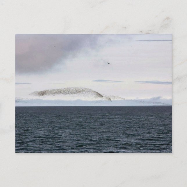 Auklet cloud, Kasatochi Island Postcard (Front)