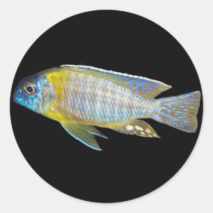 Aulonocara steveni male peacock sticker