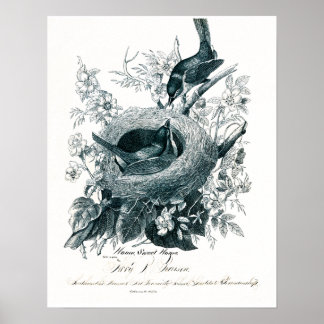 Aunt Abby's Birds Sketch Poster