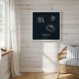 Aurelia aurita Educational Poster 