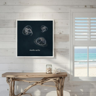 Aurelia aurita Educational Poster 