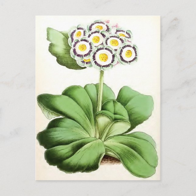 "Auricula John Waterston" Vintage Flower Postcard (Front)