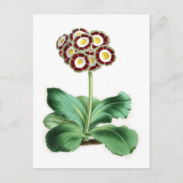 Auricula, Peter Campbell Postcard (Front)