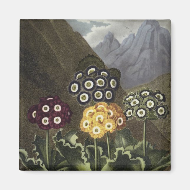 Auriculas from Dr John Robert Thornton's Magnet (Front)