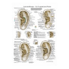Auriculotherapy Ear Acupuncture Points Chart