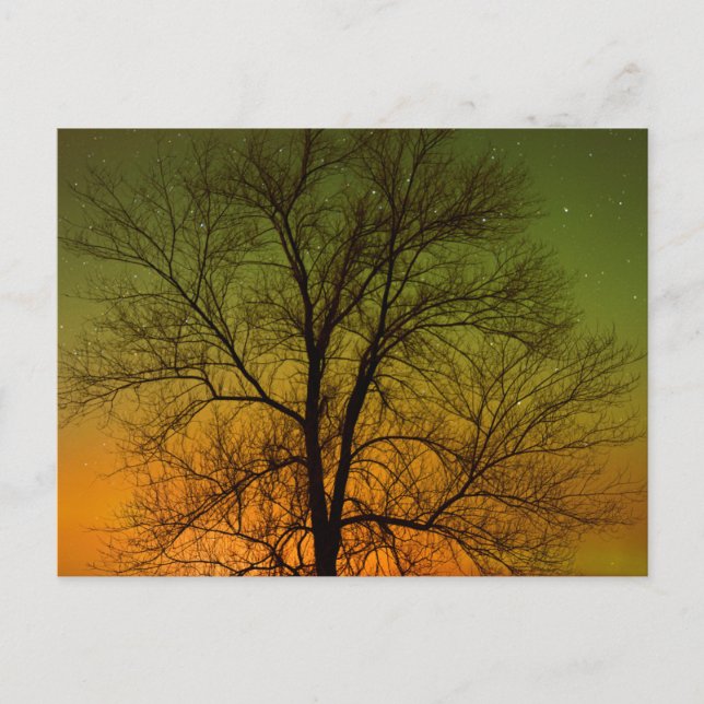 Aurora Borealis & Cottonwood Tree Postcard (Front)