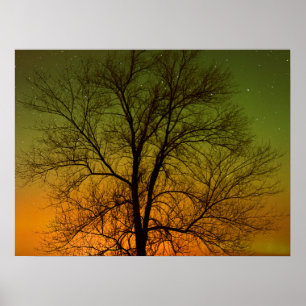 Aurora Borealis & Cottonwood Tree Poster