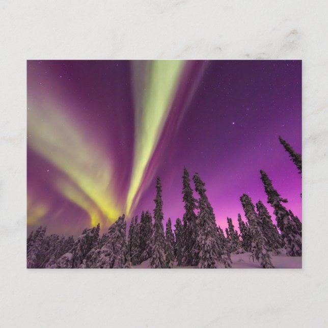 Aurora Borealis Northern Lights Fairbanks Alaska Postcard (Front)