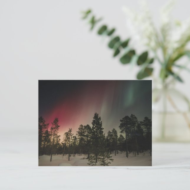 Aurora Borealis Over Snowy Forest  Postcard (Standing Front)