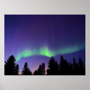 Aurora Borealis & Trees Manitoba, Canada Poster