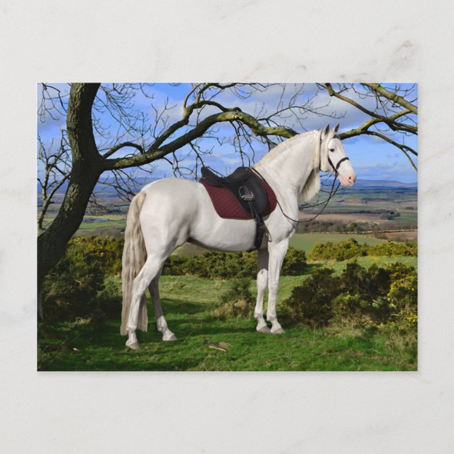 "Aurora On Fox Hill" Postcard (Front)