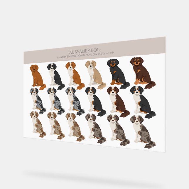 Aussalier dog mix acrylic sign (Angle)