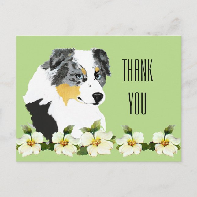 Aussie Blue Merle Dog Thank You Postcard (Front)