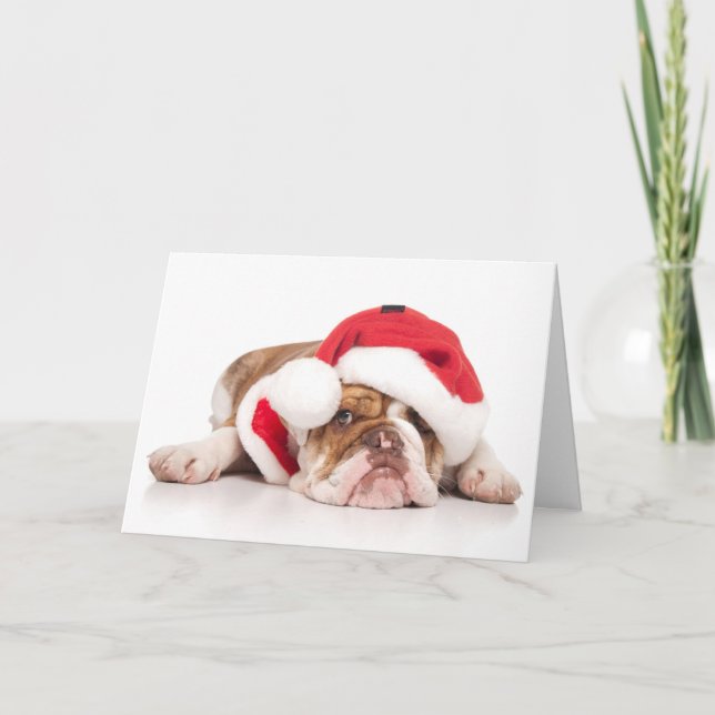 Aussie Bulldog Christmas Card (Front)