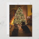 Aussie Christmas Holiday Card<br><div class="desc">This is a great way to share the holiday season with your animal loving friends.</div>