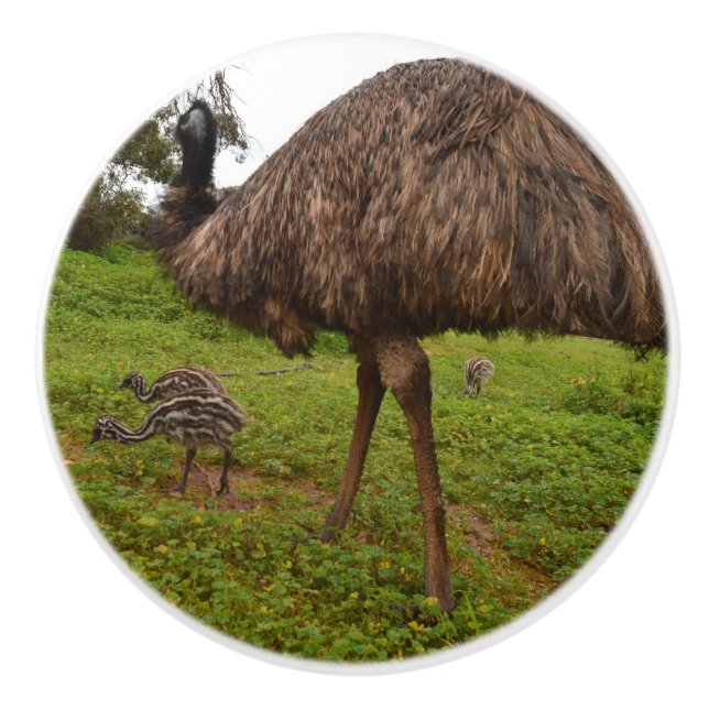 Aussie Emu With Chicks, Ceramic Knob (Front)