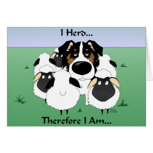 Aussie - I Herd Therefore I Am