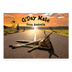 Aussie Kangaroo Postcard