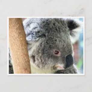 aussie koala postcard