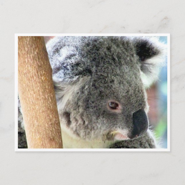 aussie koala postcard (Front)