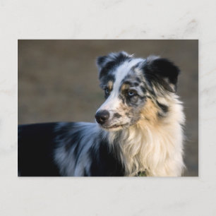 Aussie Looking Left Postcard
