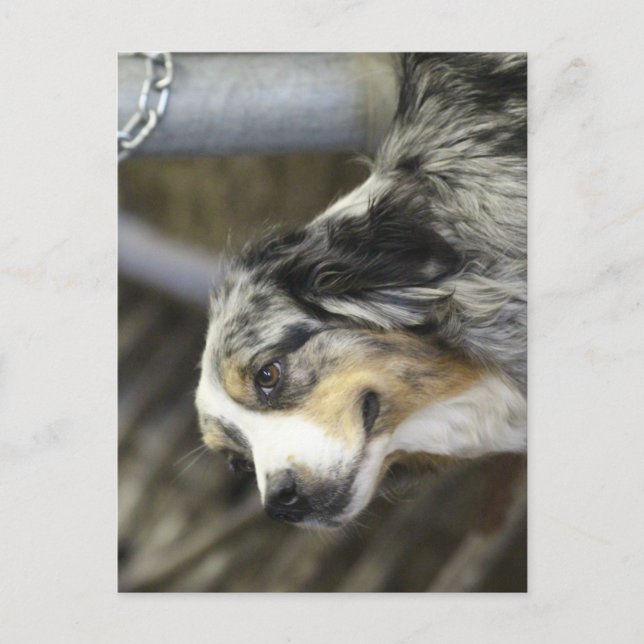 Aussie   postcard (Front)