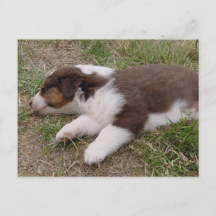 aussie puppy sleeping postcard